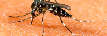 Alto índice de dengue leva governo a decretar emergência sanitária em GO