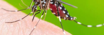 Número de criadouros do Aedes Aegypti cai 73% em Goiás