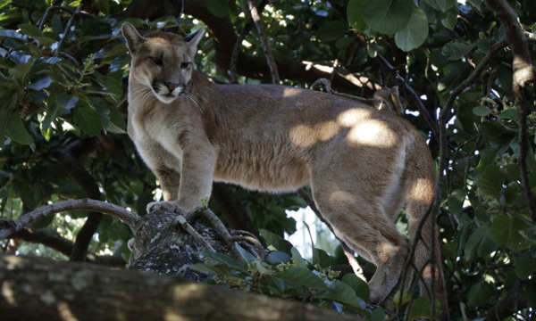 Onça é resgatada em cima de árvore em uma residência de Inhumas