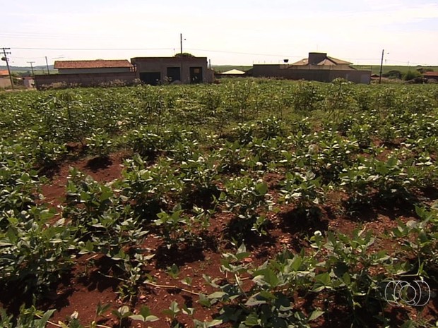 Projeto em Inhumas transforma lotes com focos de dengue em hortas comunitárias