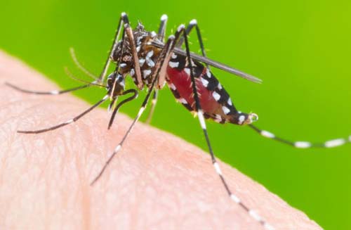 Número de criadouros do Aedes Aegypti cai 73% em Goiás